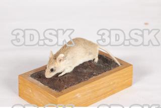 Mouse-Mus musculus 0004